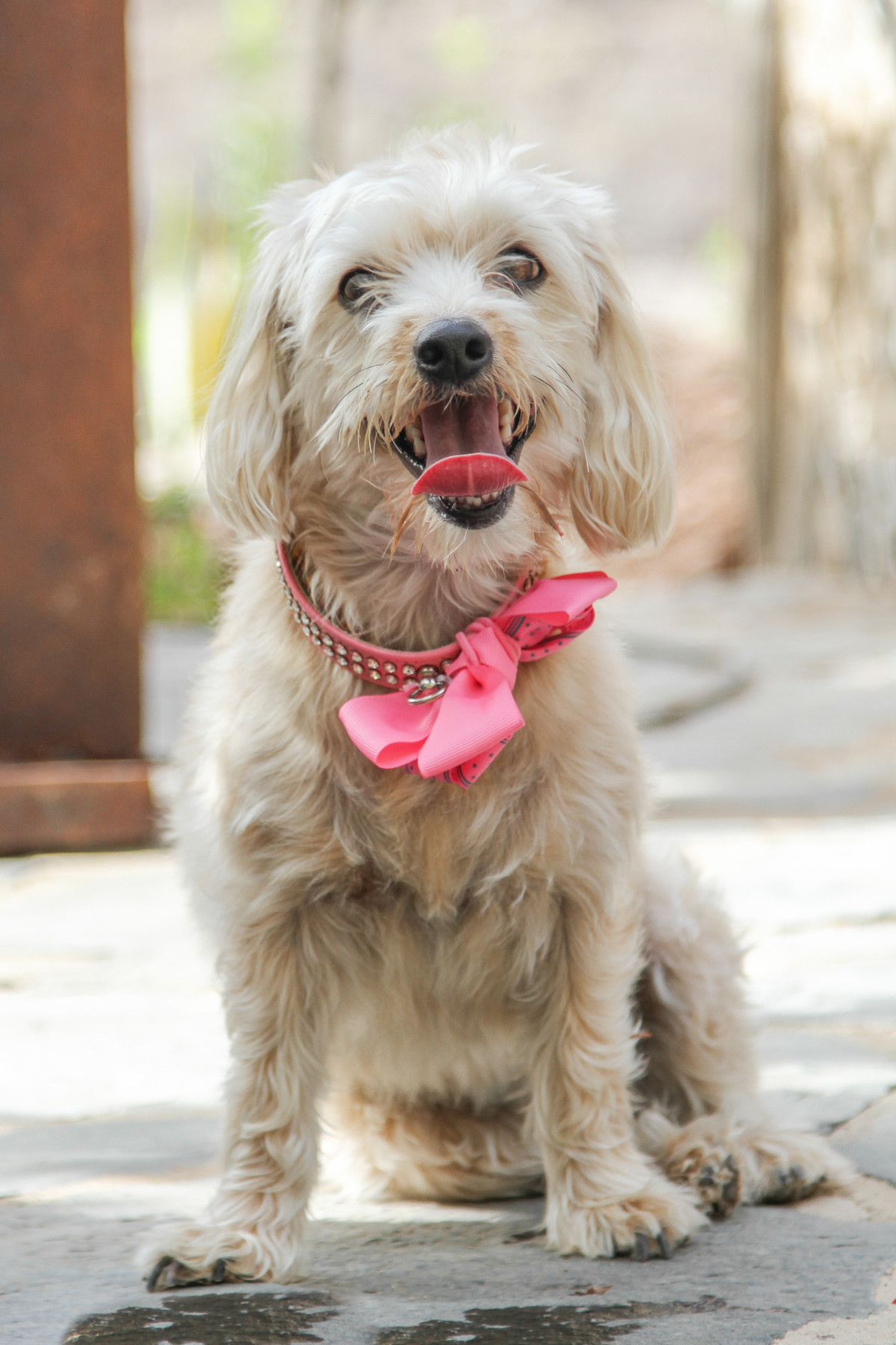Diana Hund Erinnerungen Rainbowbridge